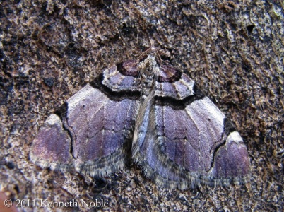 streamer (Anticlea derivata) Kenneth Noble